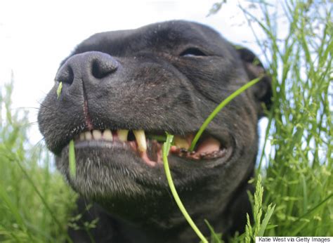 Many diet deficiencies are rooted in missing vitamins,. Dog Cognition: How Do Dogs Perceive The World? | HuffPost