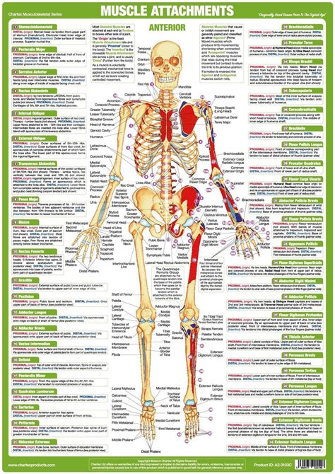 Each of the digits of the hands contains 3 phalanges (singular: Muscle Anatomy Charts - Set of 4 | Muscle anatomy, Nervous system anatomy, Human anatomy chart