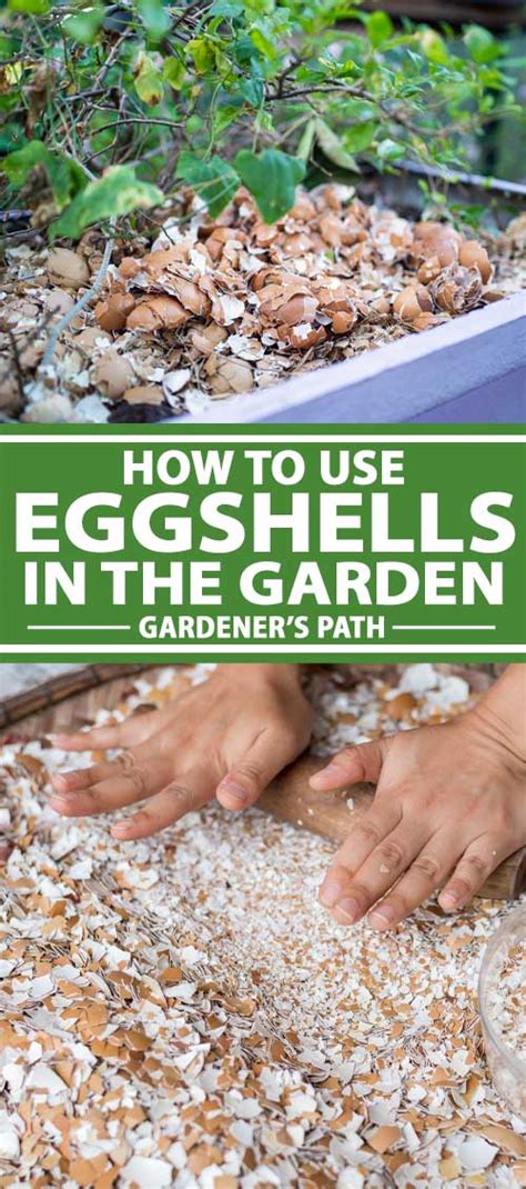 How To Use Eggshells In The Garden Gardeners Path