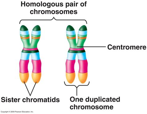 Homologous Chromosomes Definition Biology Definition Klw