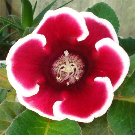 Gloxinia Planting Care Watering Fertilizing And Diseases