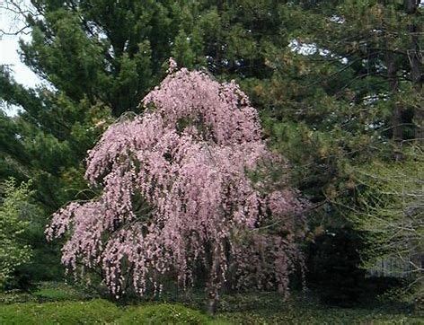This characterization may lead to a bent crown and pendulous branches that can cascade to the ground. Dwarf Weeping Cherry Tree - Bing images | Weeping cherry ...