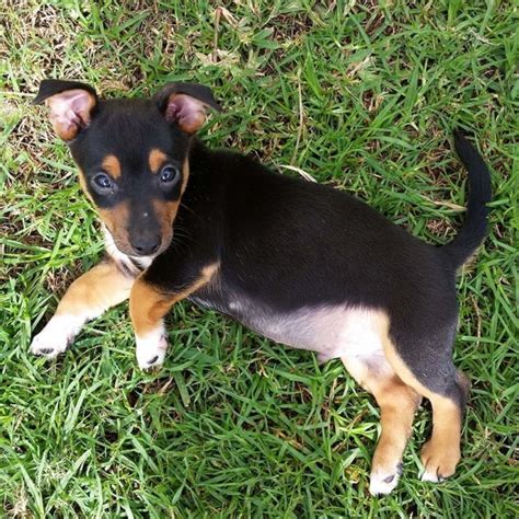 Lewis ~kelpie X Jack Russell On Trial 30417 Medium Male Jack