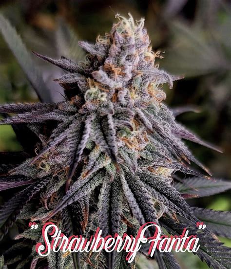 Strawberry Fanta Kickflip Genetics Cannabis Strain Info