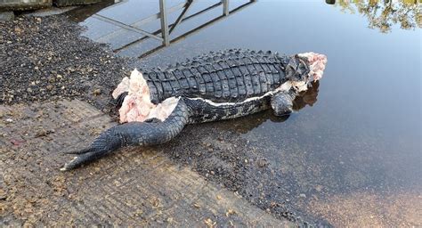 poached alligator found missing head tail legs in stuart wsvn 7news miami news weather