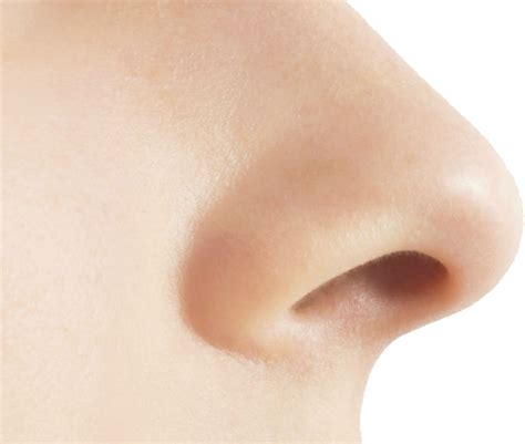 Human Nose Png Transparent Image Download Size 567x480px