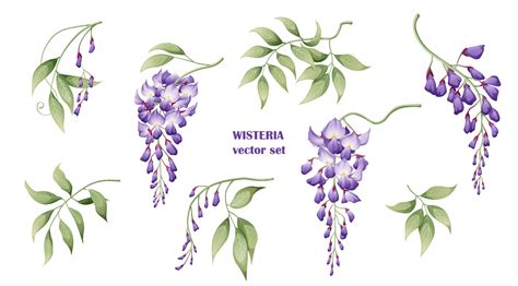 Set Of Purple Wisteria Flowers And Leaves Great For Decor And Spring