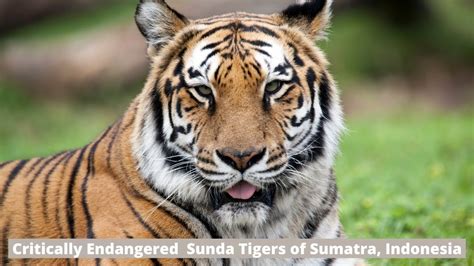 The Most Critically Endangered Sunda Tigers Of Sumatra Indonesia