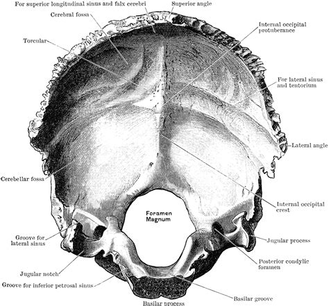 Inner Surface Of The Occipital Bone Clipart Etc