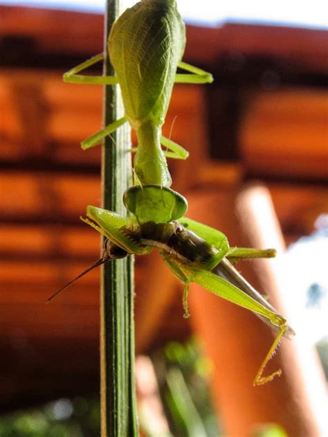 The Life Cycle Of The Praying Mantis With Photos Hubpages