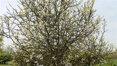 Poncirus trifoliata | TreeEbb | Online tree-finding tool | Ebben Nurseries