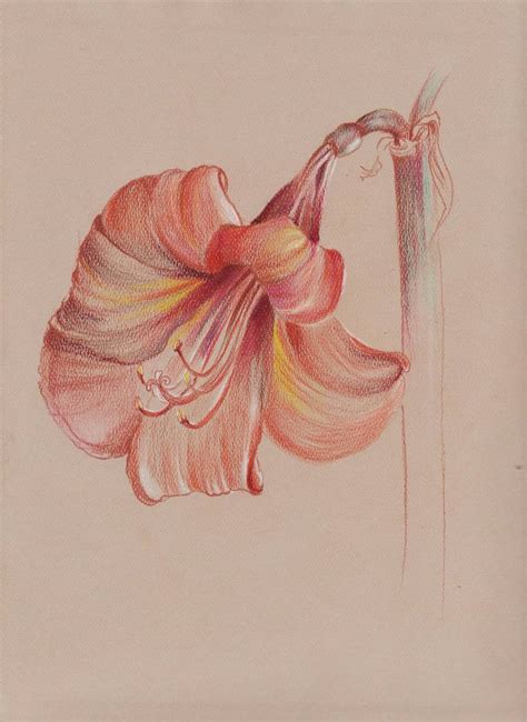 Study Of Amaryllis Flower Color Pencil On Tones Paper Drawing By Irina