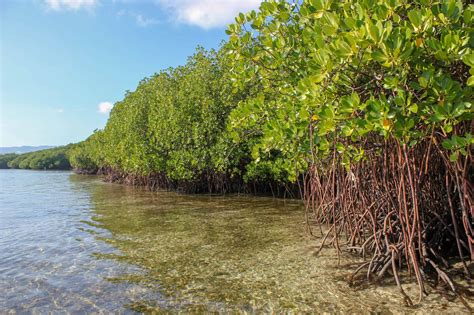 Best Knowledge What Is Mangrove Royal Sundarban Tourism 2024