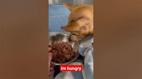 Feeding My Hungry Dog Dog Shorts Subscribe Youtube