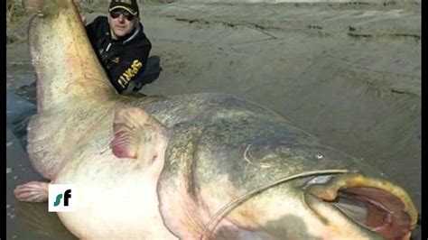 Record Breaking19 Stone Catfish 267 Meter Long From The Depths Of The