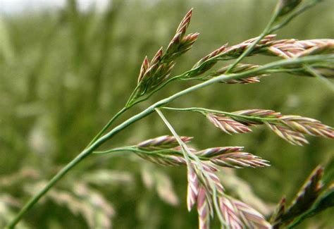 Festuca Rubra Creeping Red Fescue Grass California Native Etsy