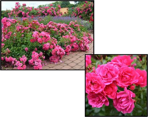 Flower Carpet Rose Pink Supreme Hinsdale Nurseries Welcome To