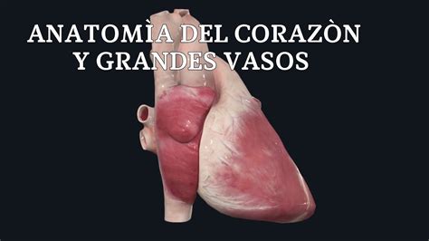 AnatomÌa Del CorazÒn Y Grandes Vasos 3d Youtube