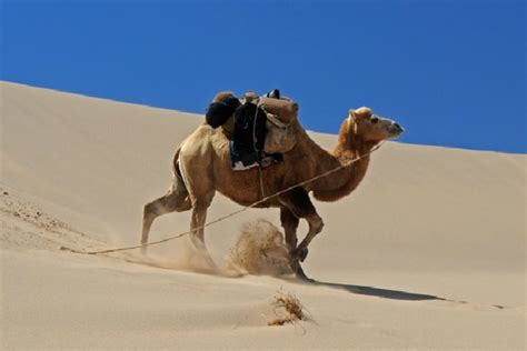 Diferencias Entre Camellos Y Dromedarios