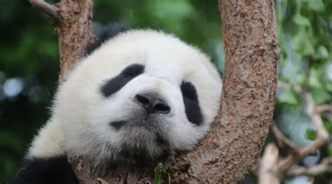 10 Surprising Facts About Pandas