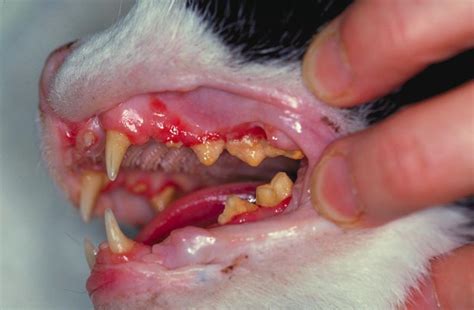 Find details on periodontal disease in cats including diagnosis and symptoms, pathogenesis, prevention, treatment, prognosis and more. Gingivitis and stomatitis in cats | Vetlexicon Felis from ...