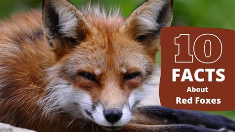 Interesting Facts About Red Foxes Youtube