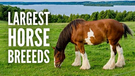The 15 Largest Horse Breeds In The World Youtube