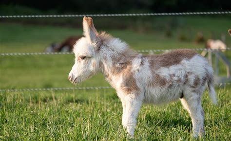 20 Miniature Donkeys Are In Need Of A Forever Home Your Daily Dish