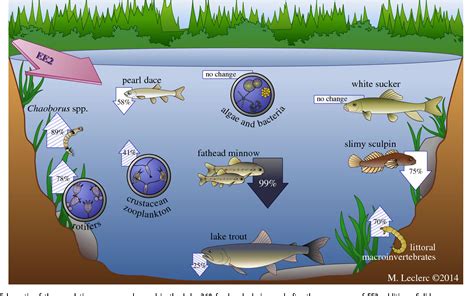 Pdf Direct And Indirect Responses Of A Freshwater Food Web To A