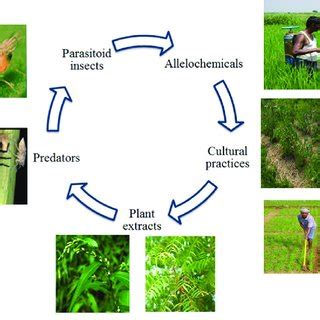 9 biocides, traps and barriers. (PDF) Bio-based integrated pest management in rice: An ...