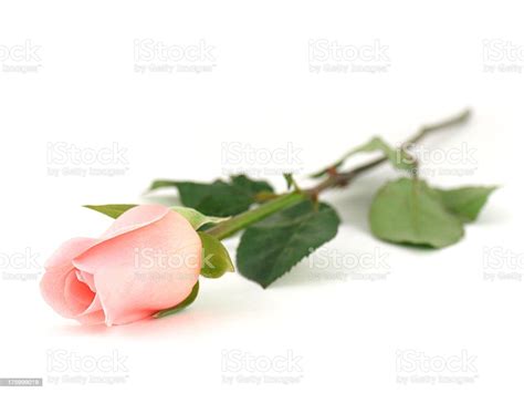 Single Pink Rose Stock Photo Download Image Now Rose Flower Pink