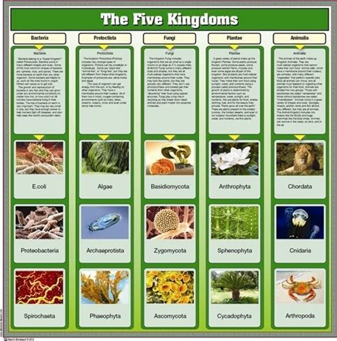 The 5 Kingdoms