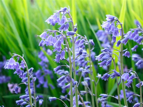 Blue Bell Flower Meaning In English Best Flower Site