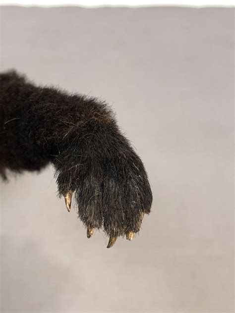 Realistic Weasel Paws — Animal Makers