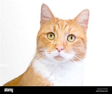 A Domestic Shorthair Cat With Orange Tabby And White Markings Stock