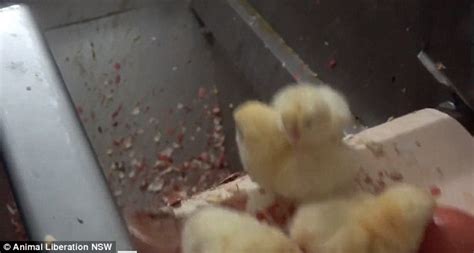 Animal Liberation Release Graphic Video Of Male Chicks Being Crushed To
