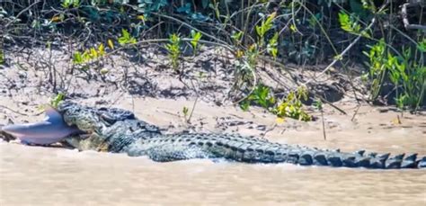 G1 Crocodilo monstro é flagrado devorando tubarão em rio