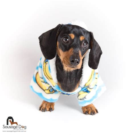 Keep Your Dachshund Toastie Warm On Those Chilly Winter Nights With