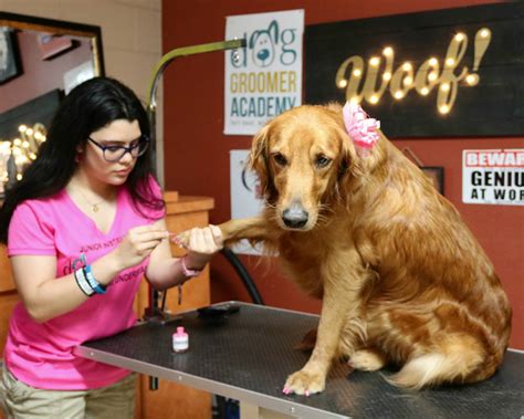 Proper dog grooming considers eye cleaning, ear cleaning, dead hair removal, nail cutting, teeth brushing, and removing dirt. Free grooming class - Florida Dog Groomer Academy | Dog ...