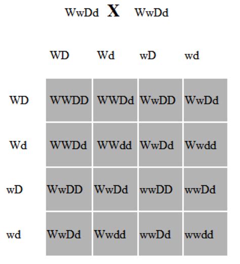 Punnett squares are diagrams designed to predict results of classic breeding experiments. Glenda Mendoza: MONOHYBRID AND DIHYBRID CROSS