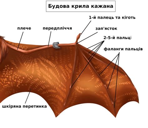 The Structure Of The Bat Wing Bat Rehabilitation Center