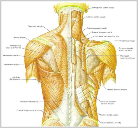 Muscle Chart Back Muscles Of The Shoulder And Back Laminated Anatomy