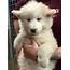 SOLD  Stunning Husky/Malamute Puppies Ready Now In Kinross Perth And