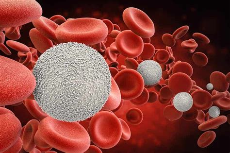 Dangerous Blood Cancers In Adults Echelon Health