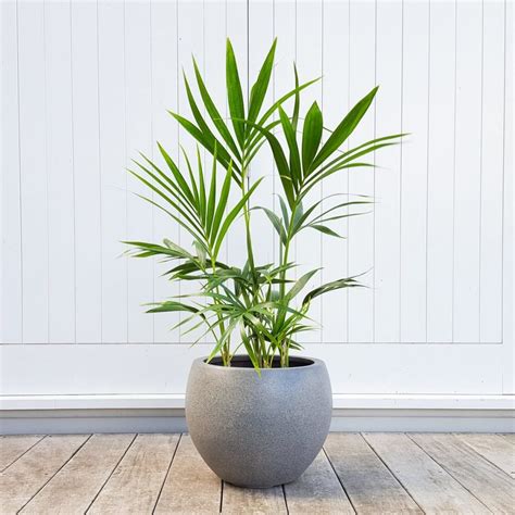 Kentia Palm In Rounded Grey Pot Graceful Plantandpotnz