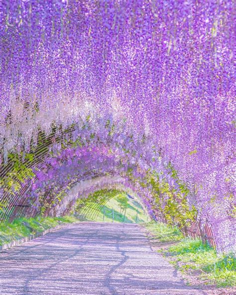 Visit Japan Look At This Dreamy Tunnel Of Wisteria Kawachi Wisteria