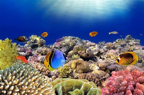 Underwater World Coral Fishes Of Red Stock Photo