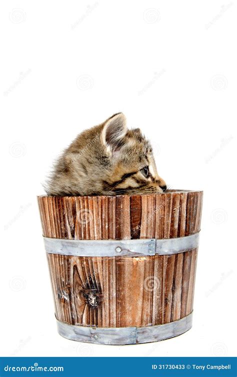 Cute Tabby Kitten Sitting Inside Wooden Barrel On White Background