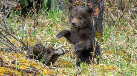 Cutest Newborn Grizzly Bear Cubs Then And Now Youtube
