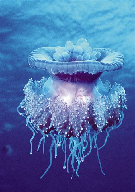 Crown Jellyfish Notecard